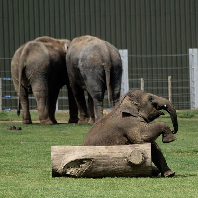 Asian elephants