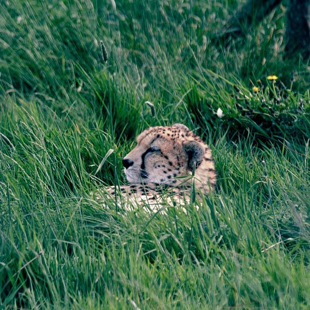 Cheetah being lazy