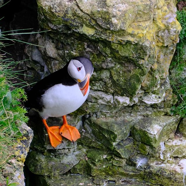 Puffin next to its nest in the cliff wall